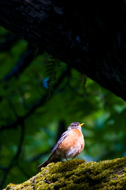 American Robin